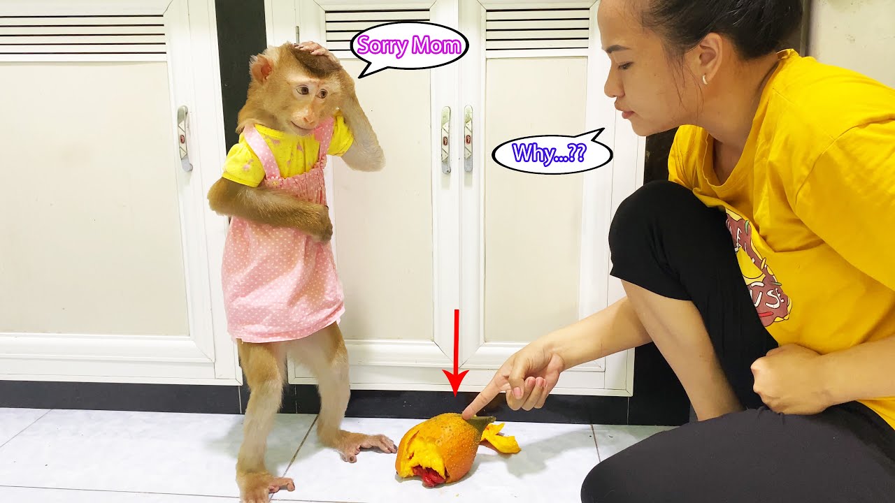 Monkey Lyly hid because she accidentally broke the gac fruit that her mother had prepared.