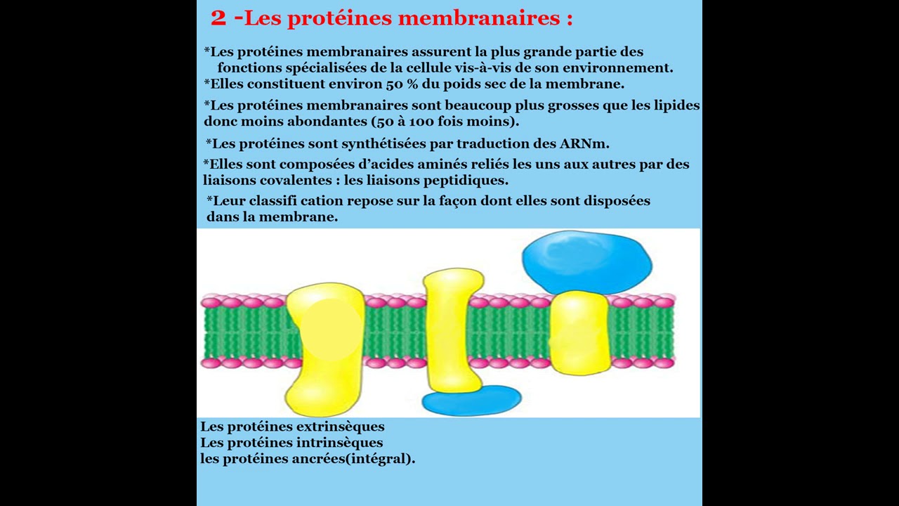 Cours de Biologie cellulaire : membrane plasmique