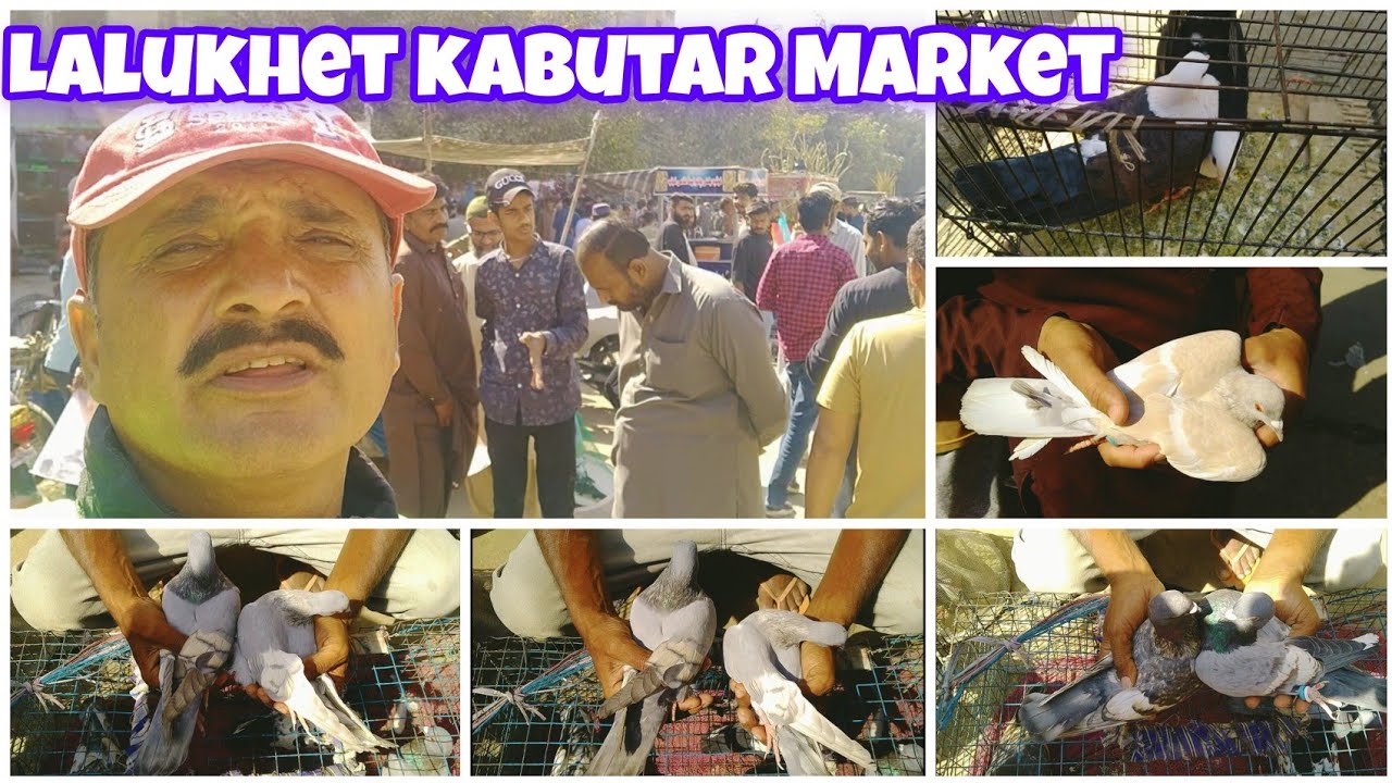 Lalukhet kabootar Market | Lalukhet birds Market price update | Sunday birds market feb 16, 2025