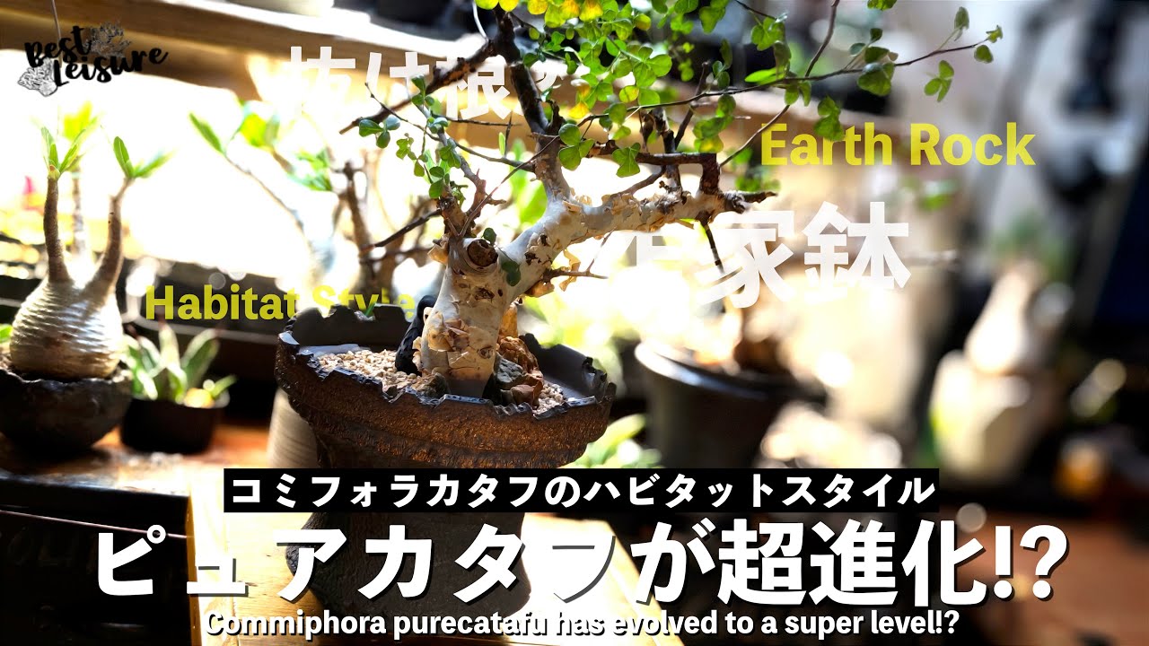 【ピュアカタフ】満を持してコミフォラカタフをハビタットスタイルで植え替えたらかっこよさが臨界点突破した｜灌木｜X-PLANTS｜HabitatStyle｜作家鉢