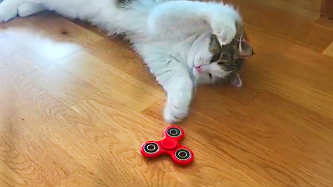 Cats vs Fidget Spinners - Funny Cat Compilation