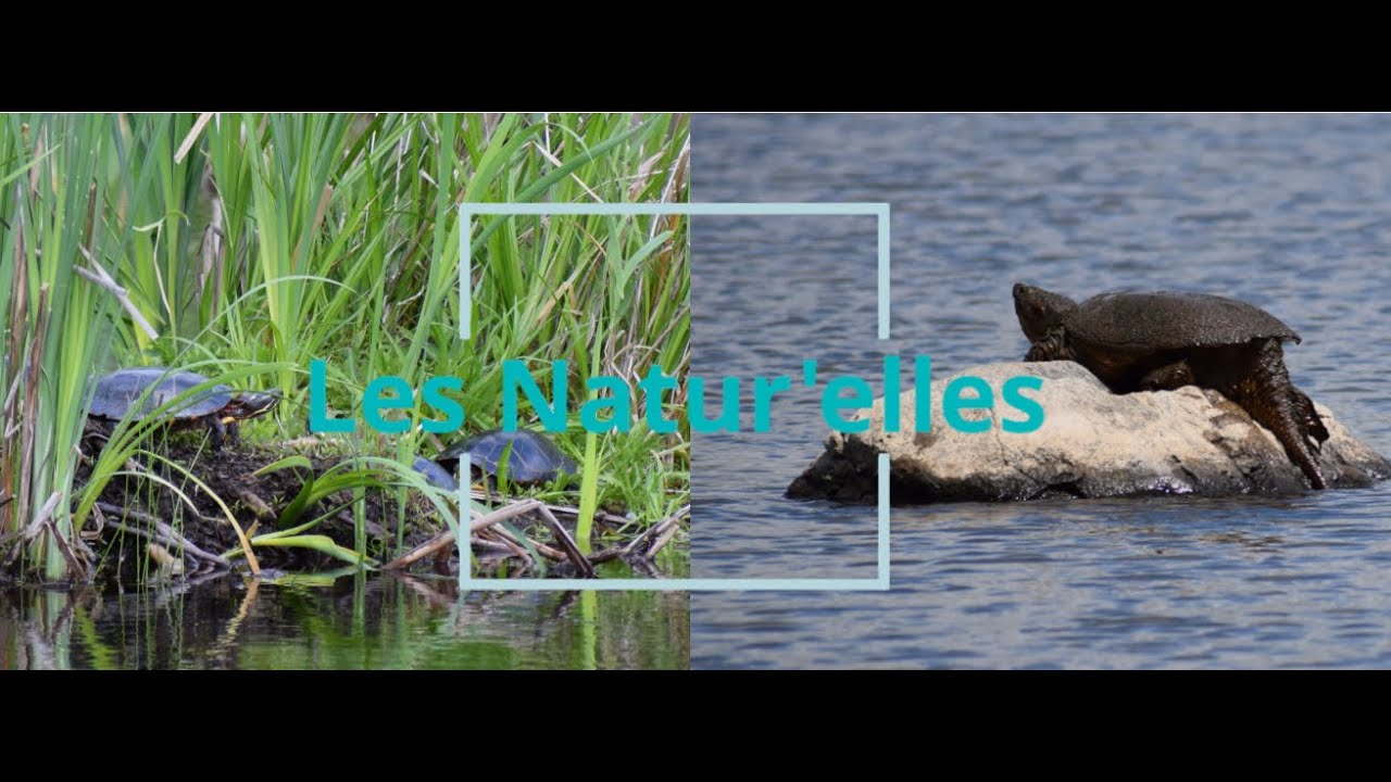 Les tortues d'eau douce du Québec