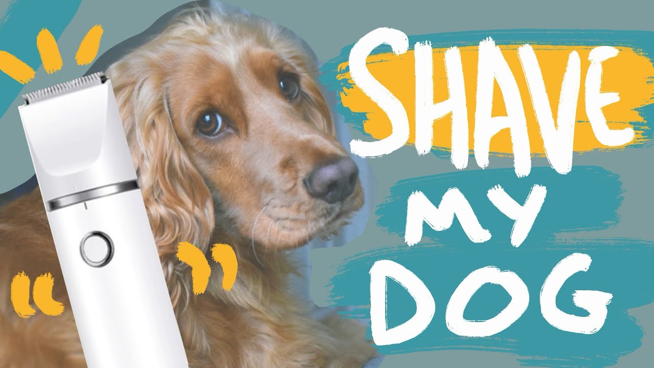 Shaving my dog at home
