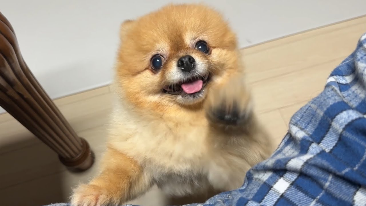 엄마가 송이 밥 주는 걸 까먹고 나갔어요
