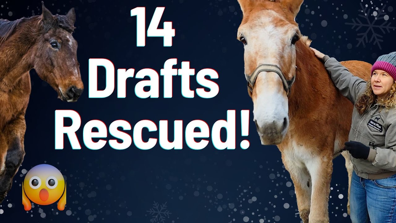 14 Drafts Saved - Horse Shelter Heroes S3E40