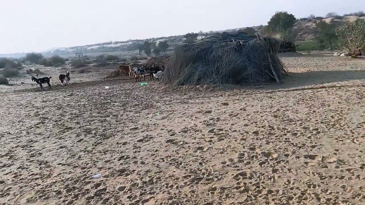 रेतीले टीले पर 👀 फूल इंजॉय झोपड़ीया 🆕 वीडियो 