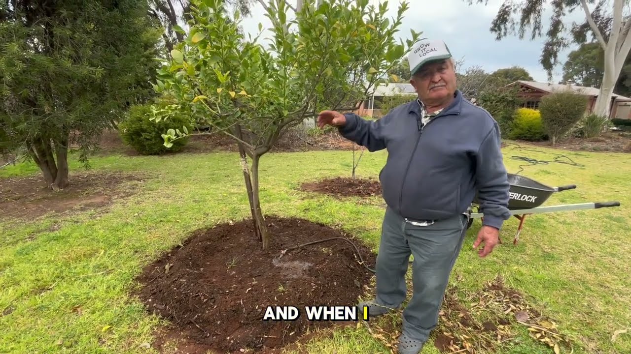 How to Revive Your Lemon Tree | From Stressed to Thriving & Fruit Bearing