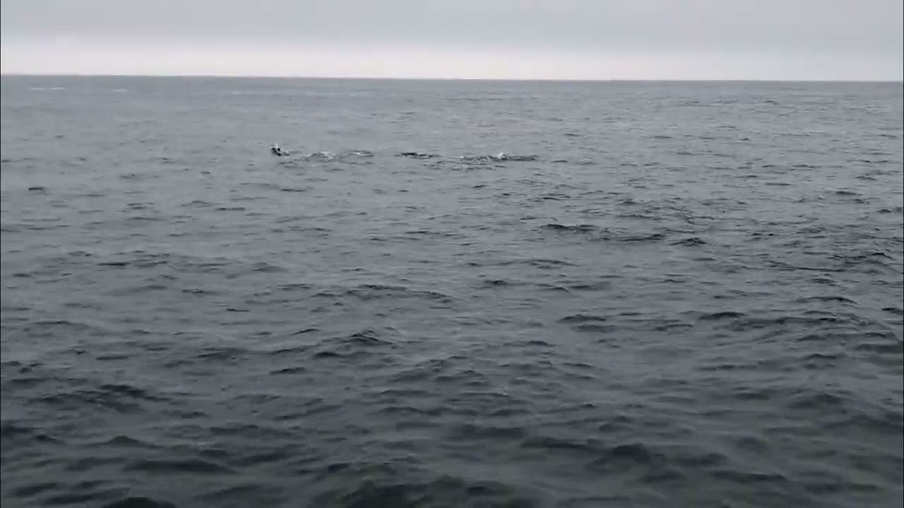 Whale Watching: Perfect Tail Dive off the Coast