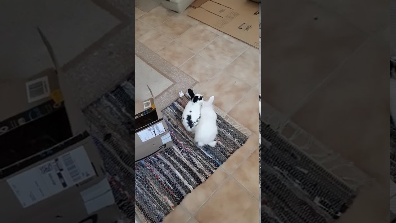 Kaninchen Vergesellschaftung Tag 1