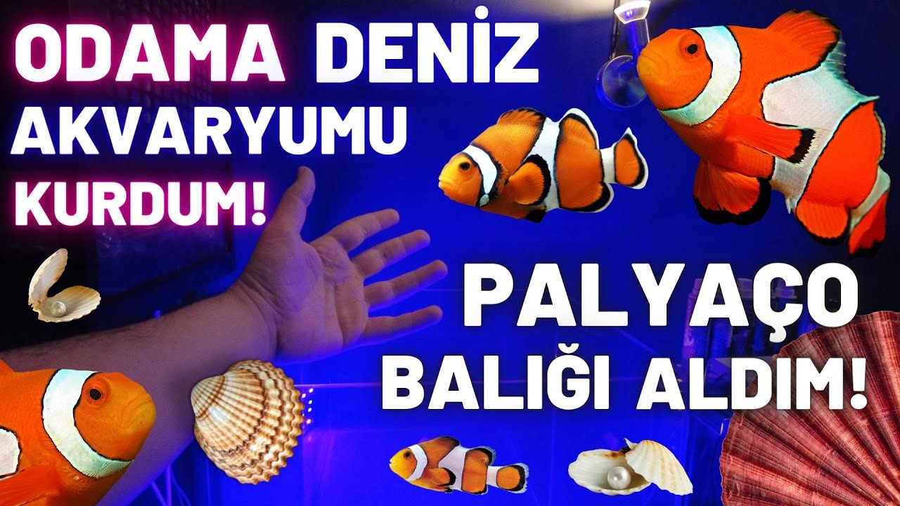 ODAMA DENİZ AKVARYUMU KURDUM! PALYAÇO BALIĞI ALDIM! KAYIP BALIK NEMO #akvaryum #akvaryumbalıkları