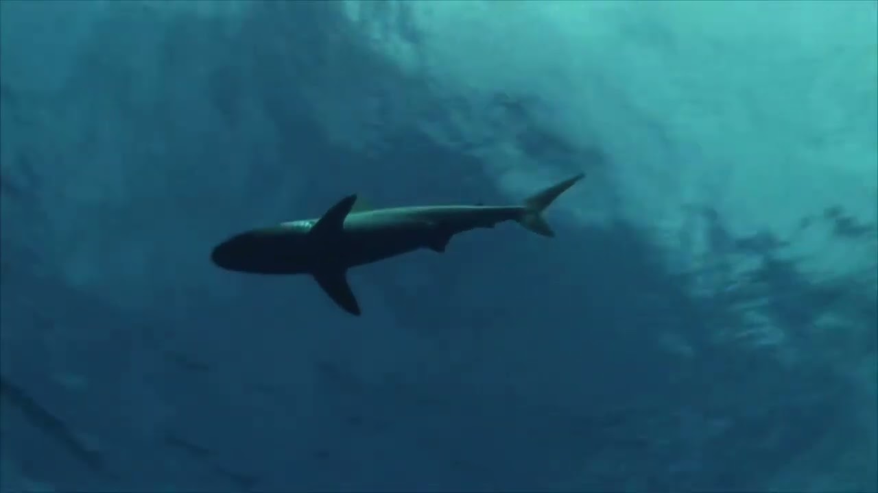 Great White video