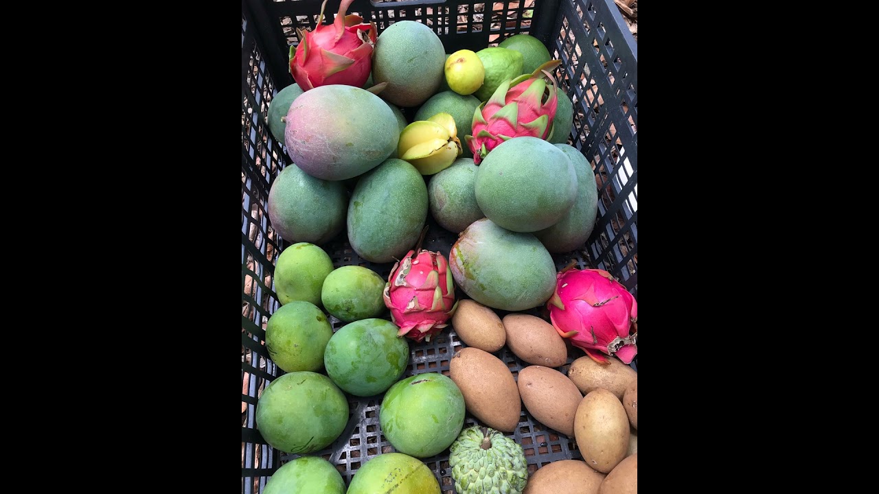 Growing simple, useful plants with Bobby Gopaul & Raleigh Barnes