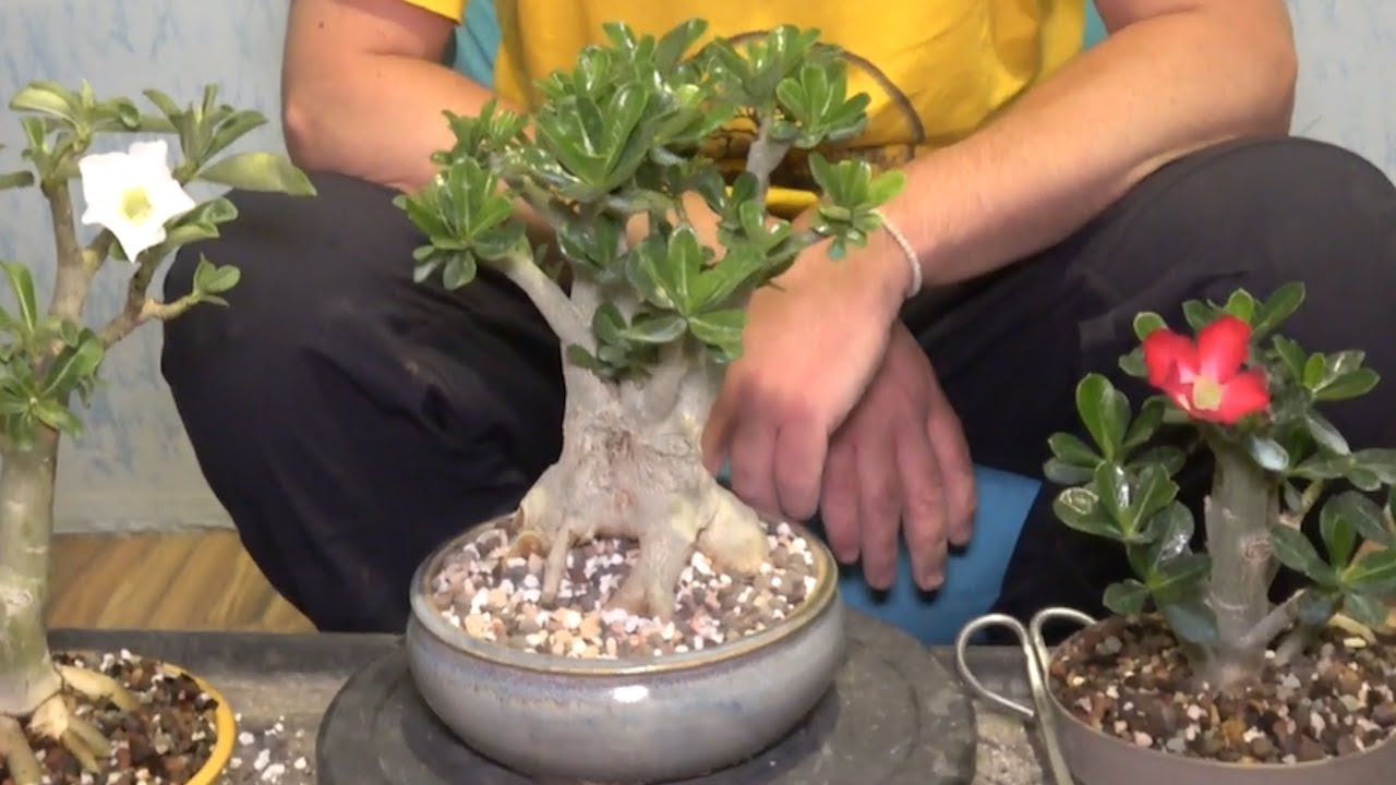 Adenium obesum bonsai - root work and repot