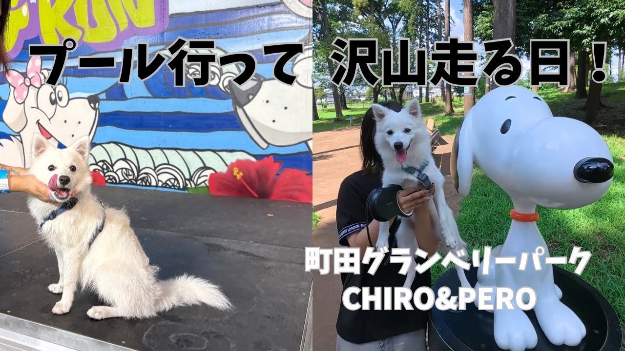 【日本スピッツ６か月】わんこと行けるショッピングモールと高規格ドッグラン