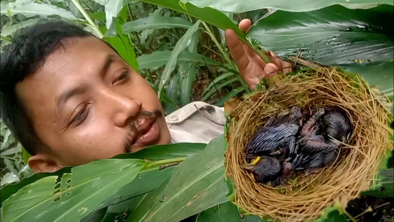 Nemu SARANG BURUNG CRUCUKAN | hunting  baby bird in the nest
