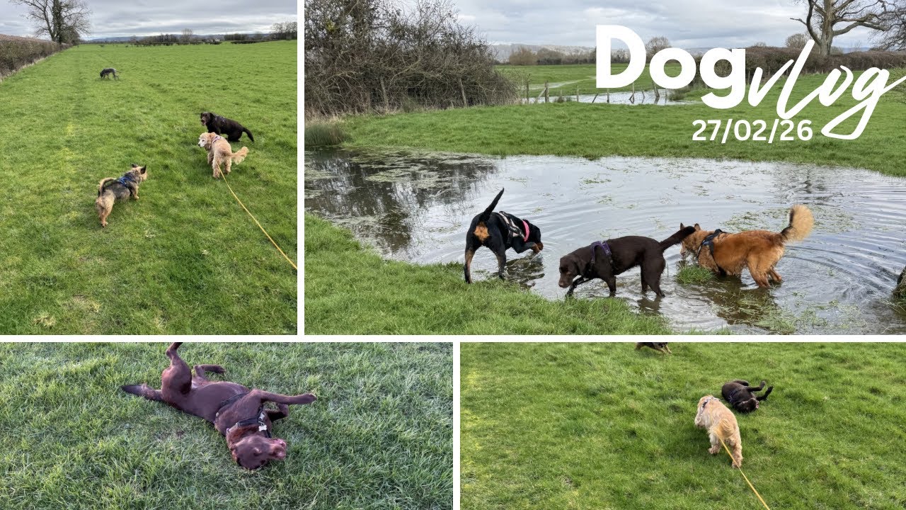 Surprise guests! A day in the life of a dog walker 🐾