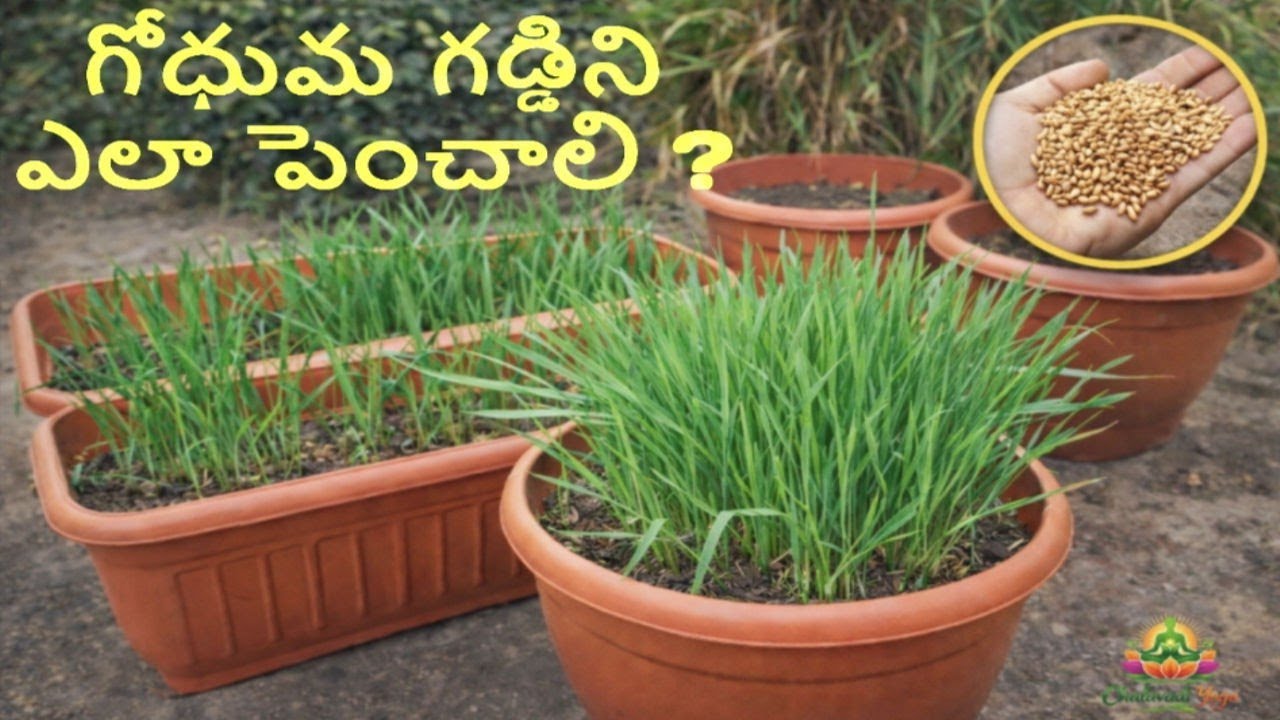 Good for Anemia: Wheatgrass Growing | Easy Method at Home |  రక్త హీనతకు మంచిది : గోధుమ గడ్డి పెంపకం