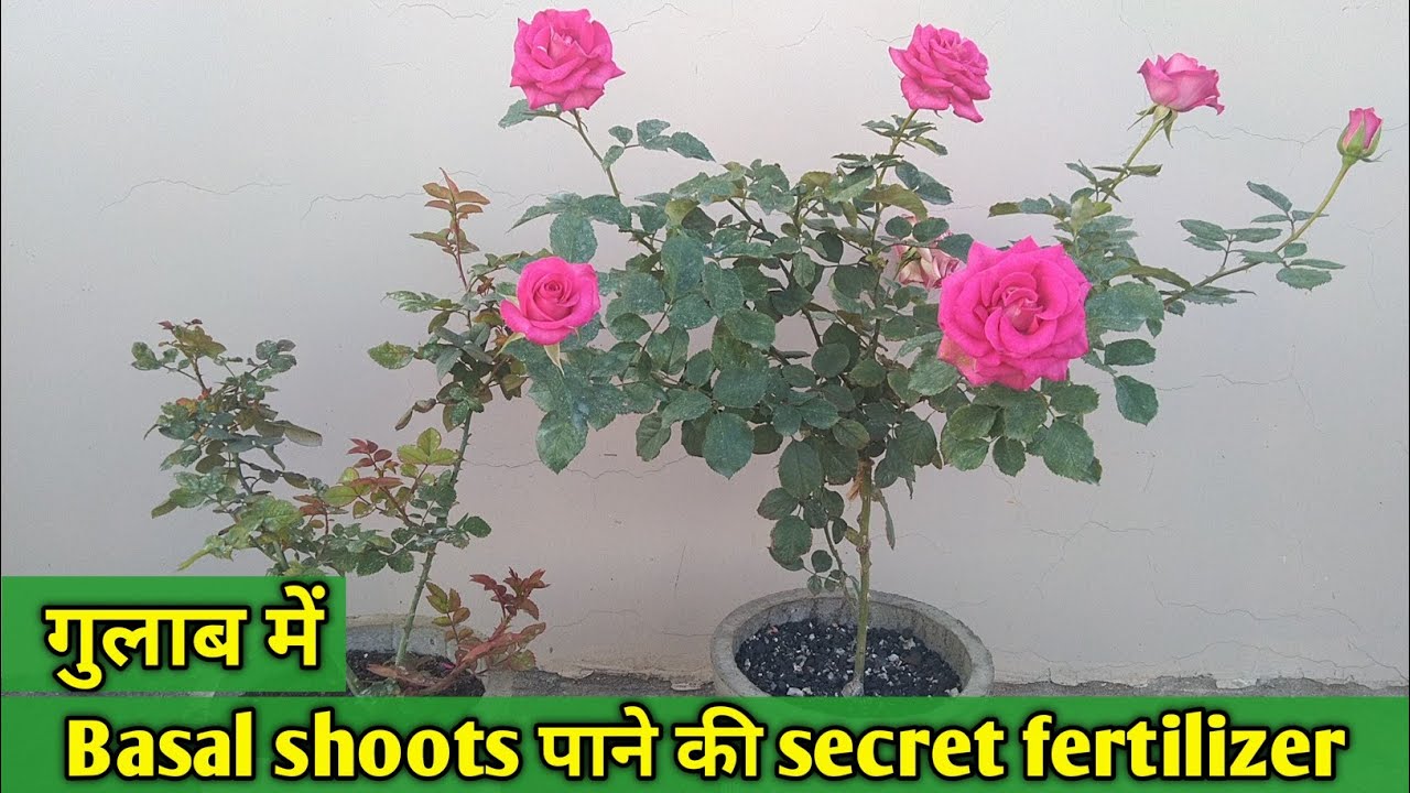 गुलाब में  basal shoots  पाने की secret Fertilizer || How to get basal shoots from Roses ||