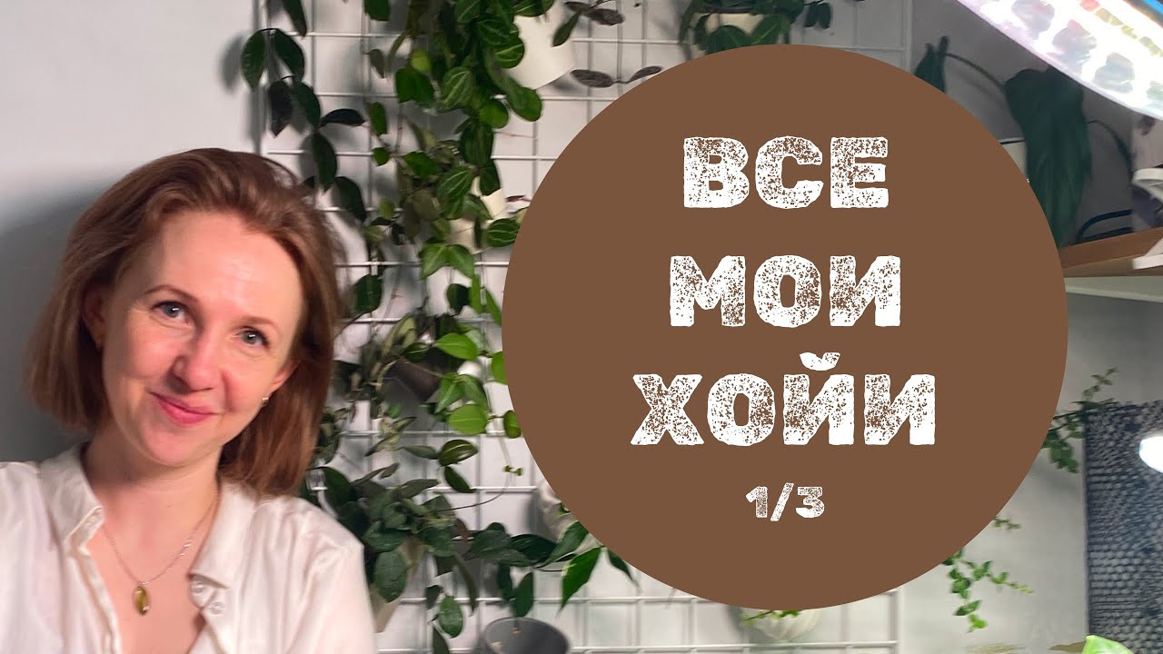 Все мои хойи. Обзор-подсчёт. Часть 1