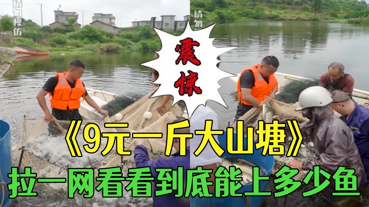 9元壹斤大山塘，拉壹網看看到底能上多少魚#小飛哥#新農人計劃 #三農 #抓魚 #我要上熱門 #護外
