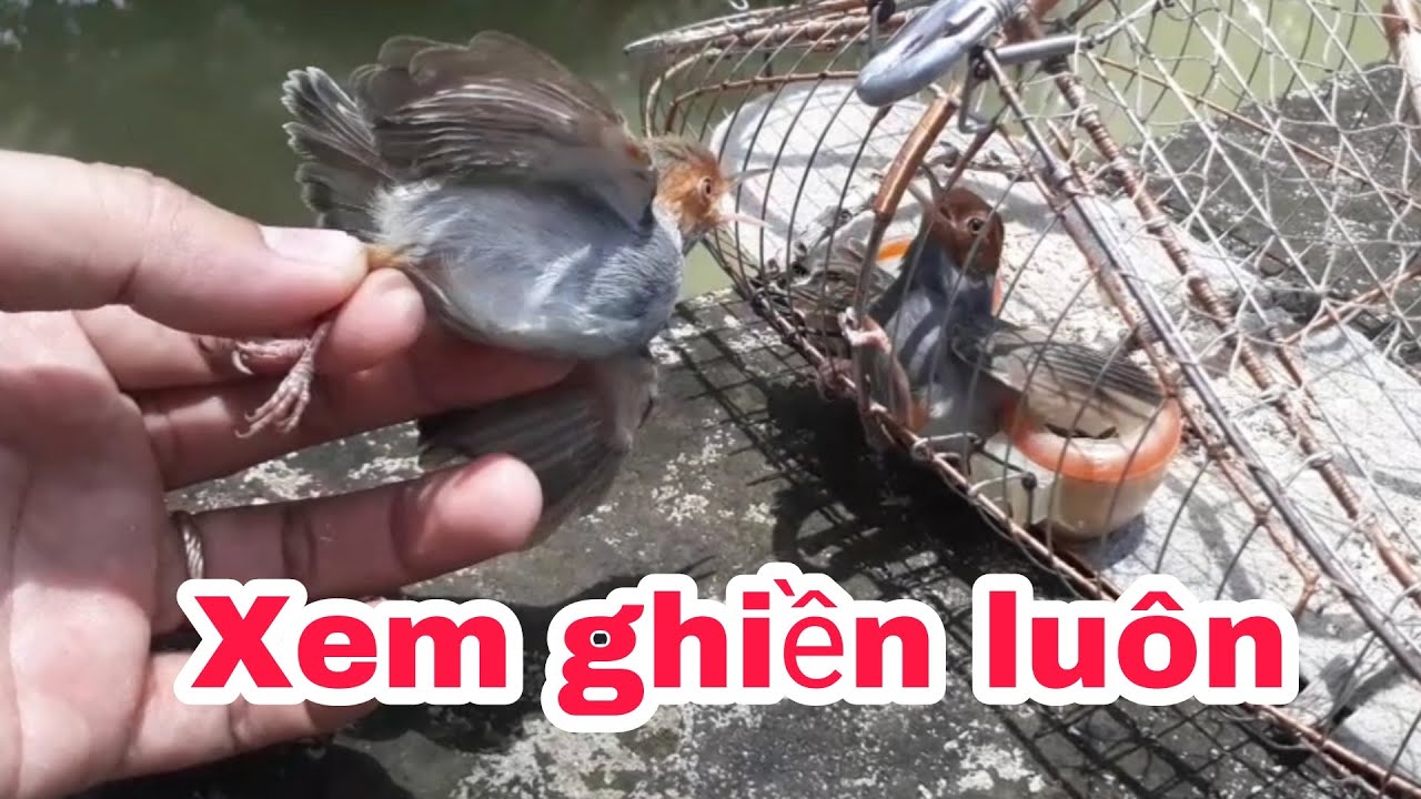 Giật mình với nết chơi của những chú chim sâu đầu đo _ Cần Miền Tây