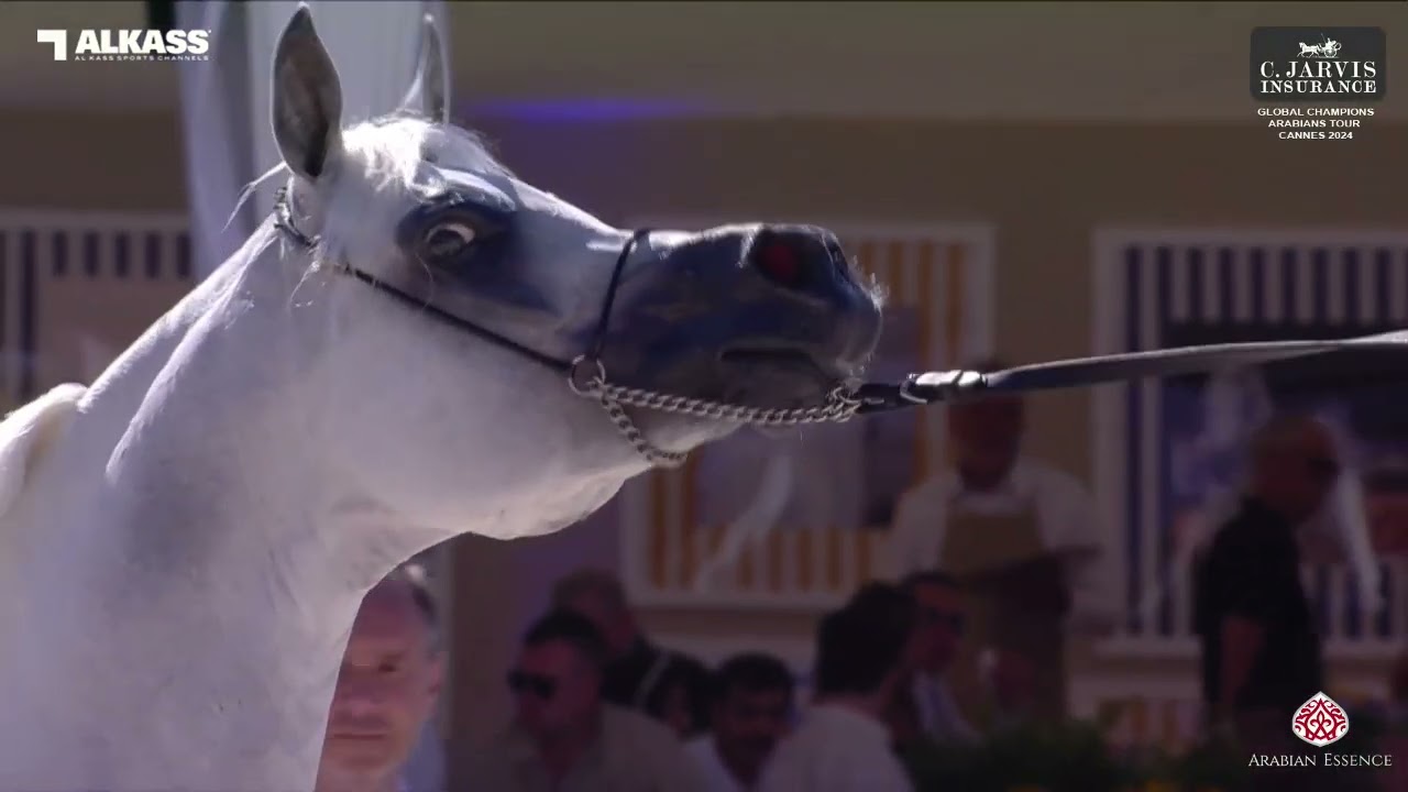 N 88 EQUIBORN K A    Global Champions Arabians Tour Cannes 2024   Senior Stallions   Section B Class