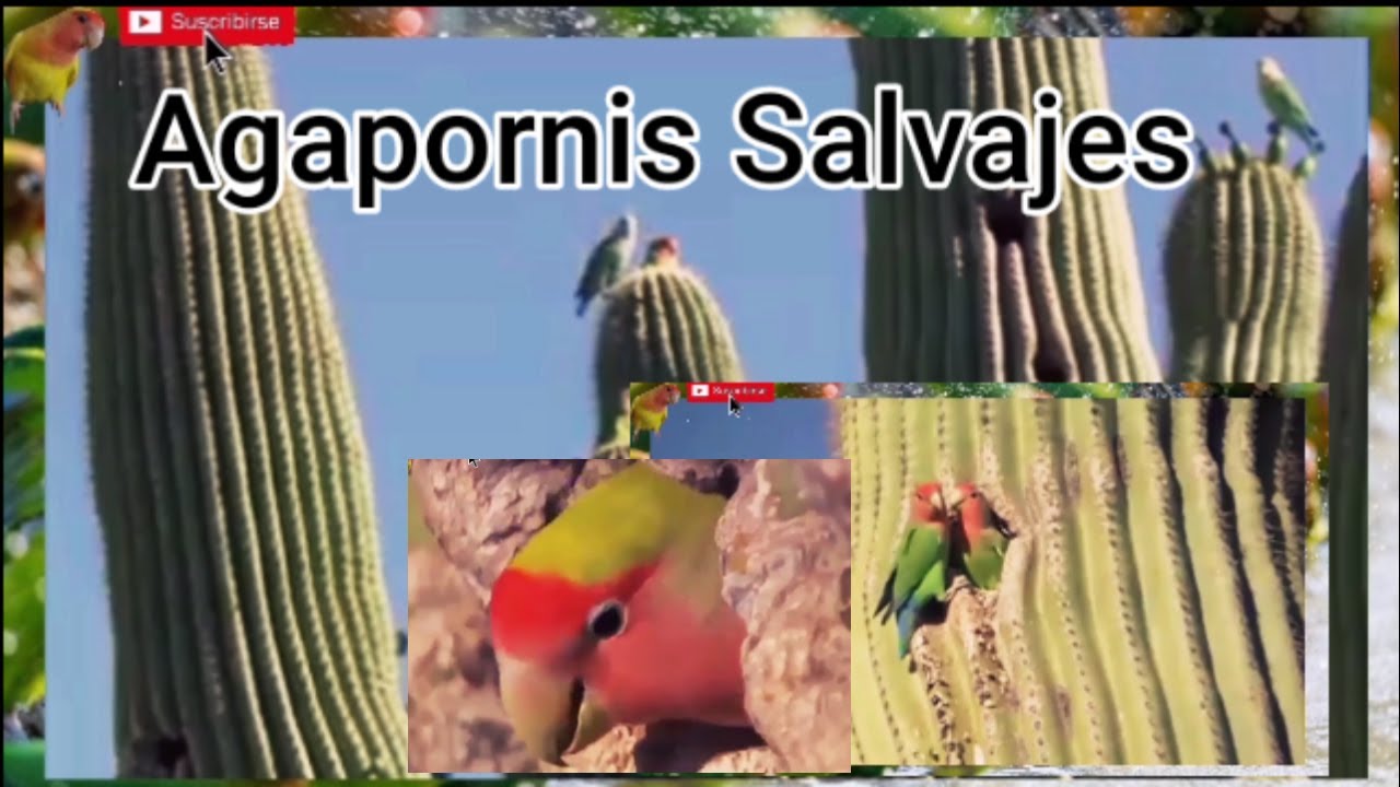Agapornis Salvajes en calidad de invasores|Agapornis Roseicollis Lutino|Agapornis Documental