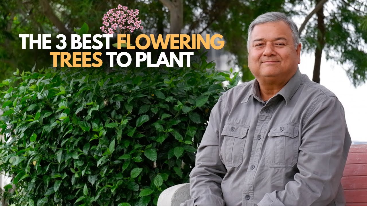 3 Best Flowering Trees to Plant