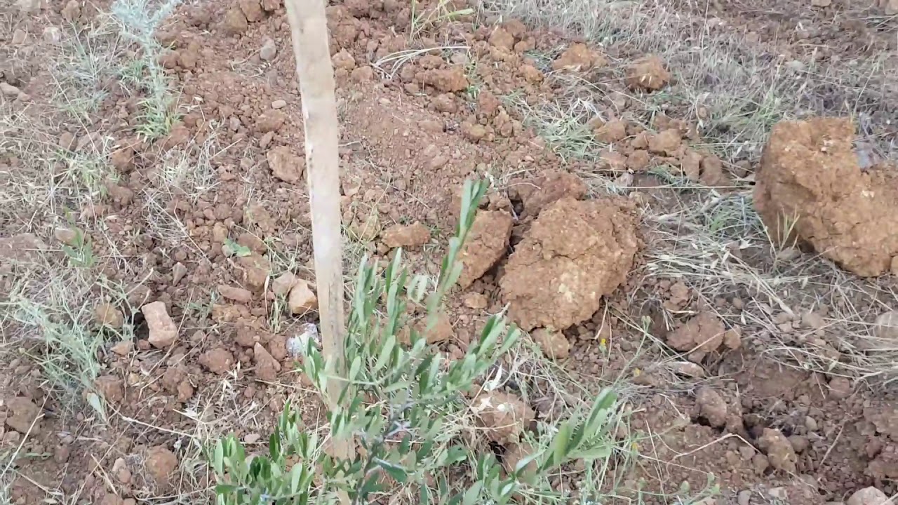 Arbequine bodur zeytin ile ara dikim yapma. Seyrek arbequine uygulaması 6×12