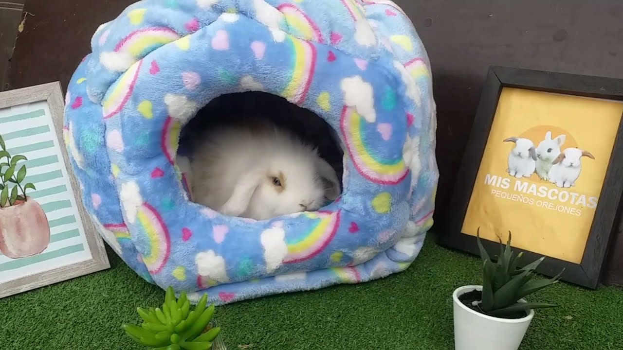 COMO HACER CAMITA PARA TU MASCOTAS muy Fácil y Rápido 🐰🐹🐱
