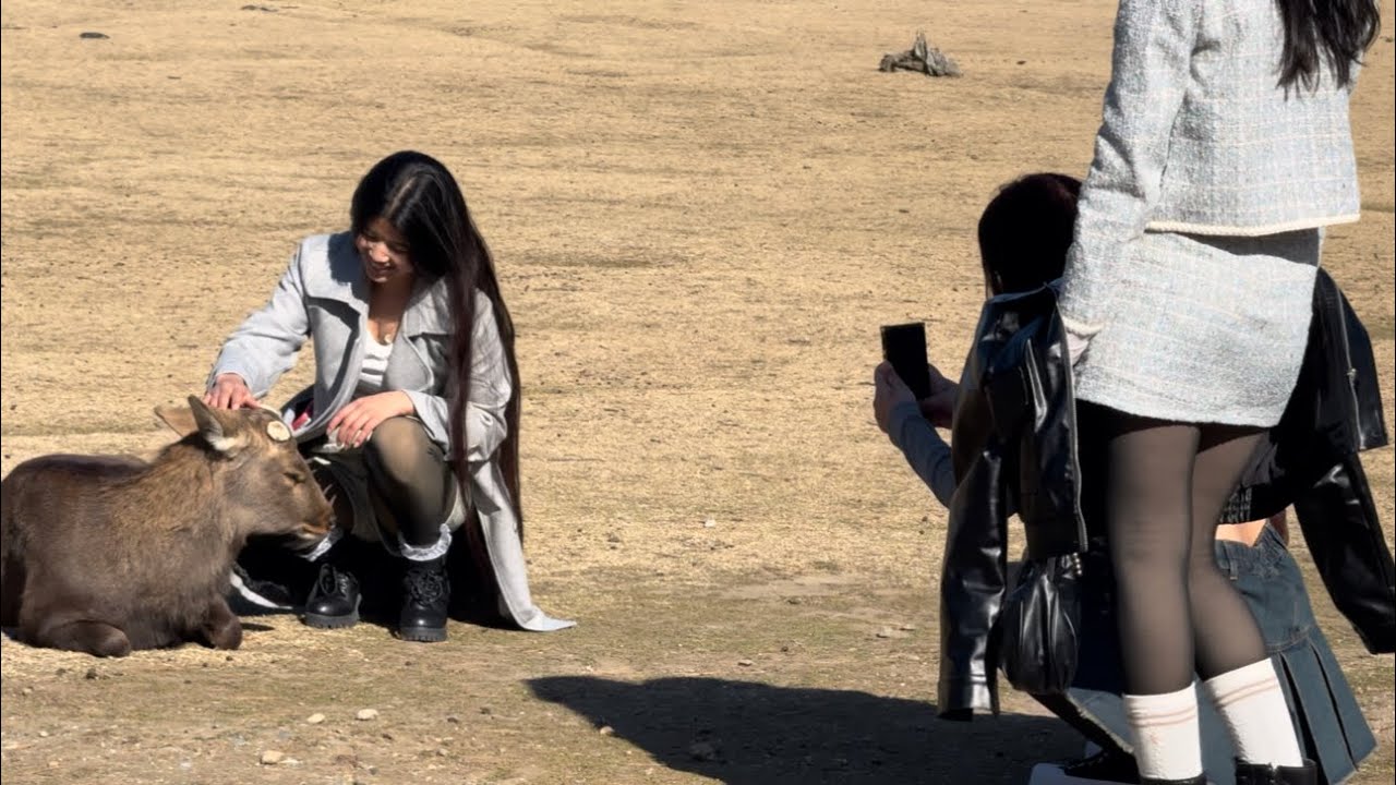 可愛い鹿と触れ合いを楽しむ外国人観光客🫎奈良公園