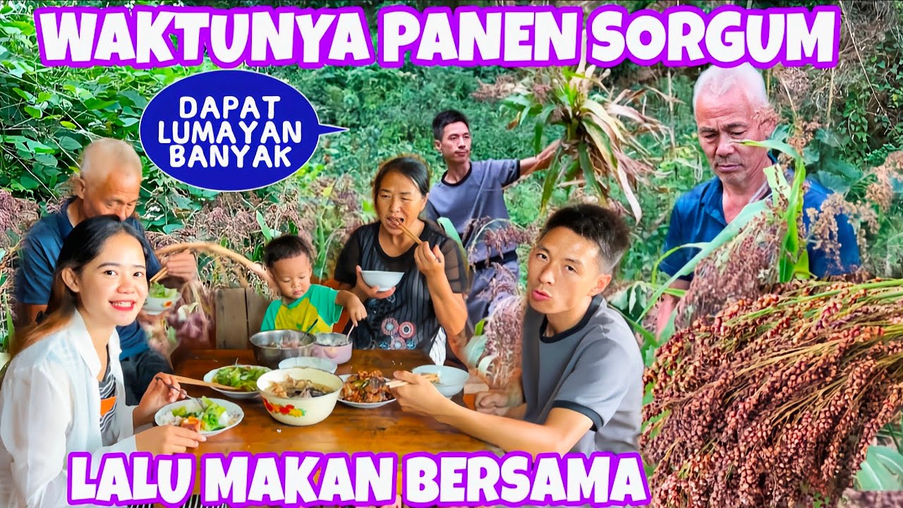 WAKTUNYA PANEN SORGUM DIKEBUN DESA, LALU MAKAN SIANG SEDERHANA BERSAMA