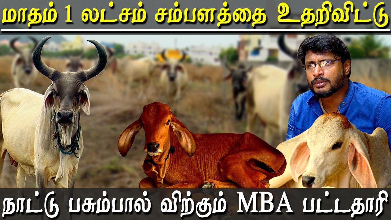gir cow milk farm in chennai - Kankrej and gir cows dairy farm run by MBA graduate