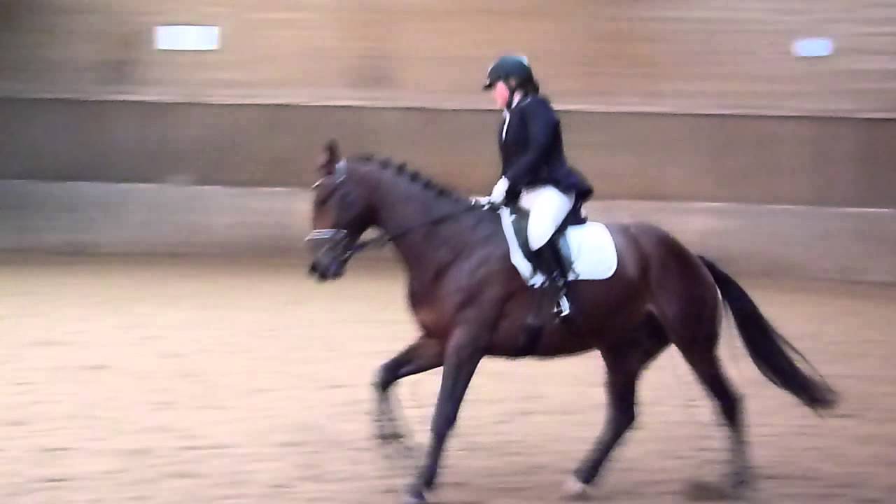 F18 FNRS proef | Manege de Hoef | Lara's paardenwereld