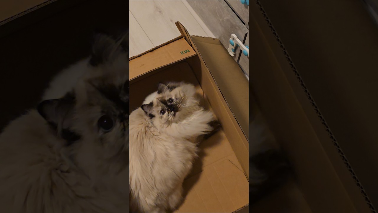 Narkołyki #cudoparowki #cat #ragdoll #miflin #cattery