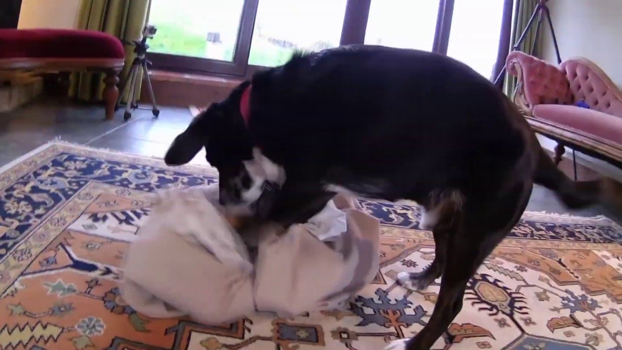 Brain Games For Dogs Wrap The Toy , Indoor Games For Active Dogs