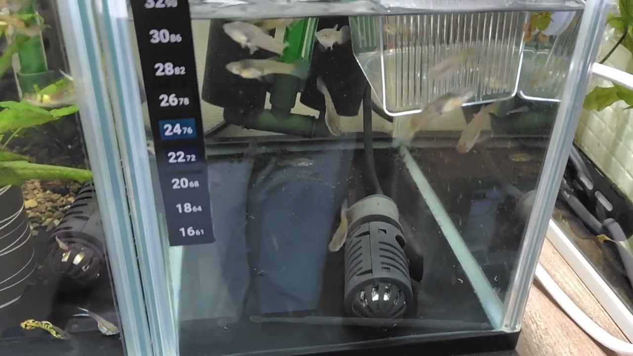 グッピー飼育日記　20251223 エンドラーズイエロータイガーF3の近況報告