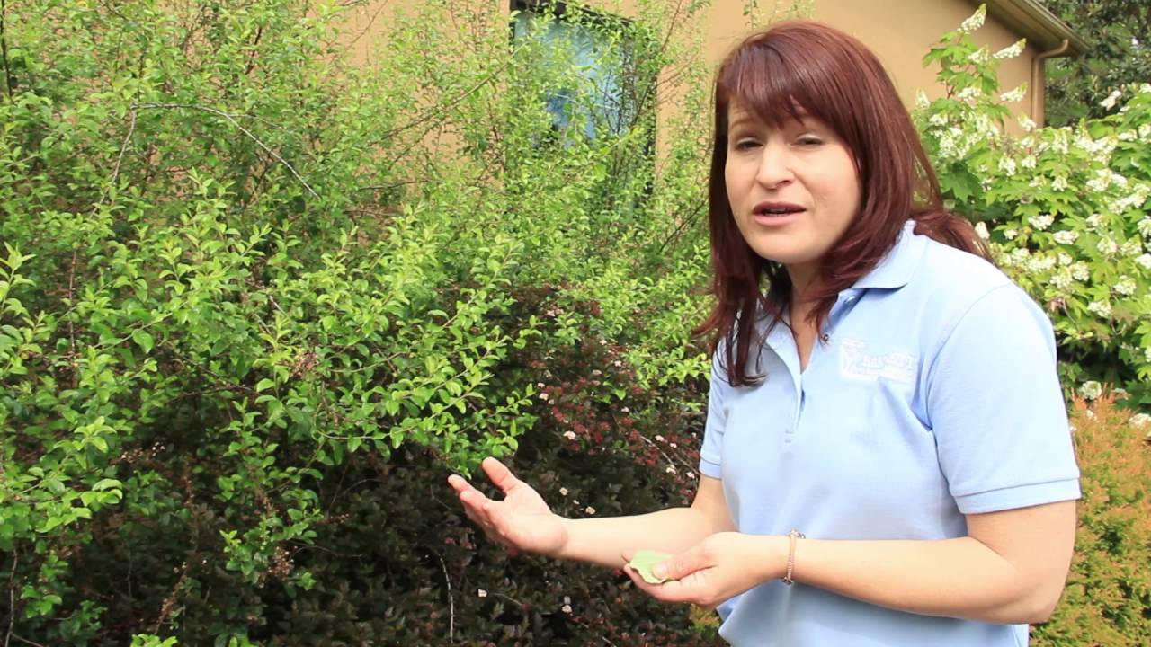 Identifying Non-Harmful and Beneficial Insects in the Urban Landscape