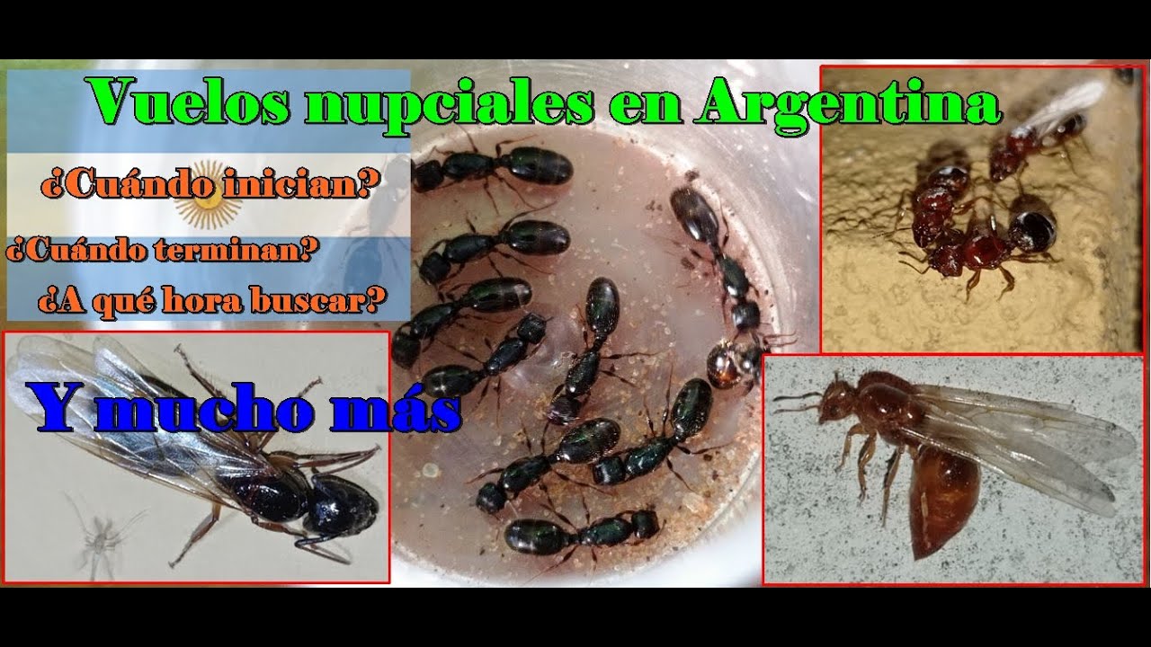 🐜Cuando son los vuelos nupciales de hormigas en #Argentina (2020 -2021)
