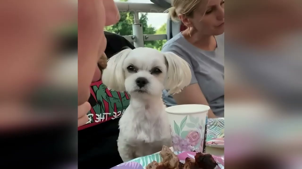 ✌️😎 DOGS OF 2026: Can You Handle the Ghetto Humor? 🐾🚔 Try Not To Laugh