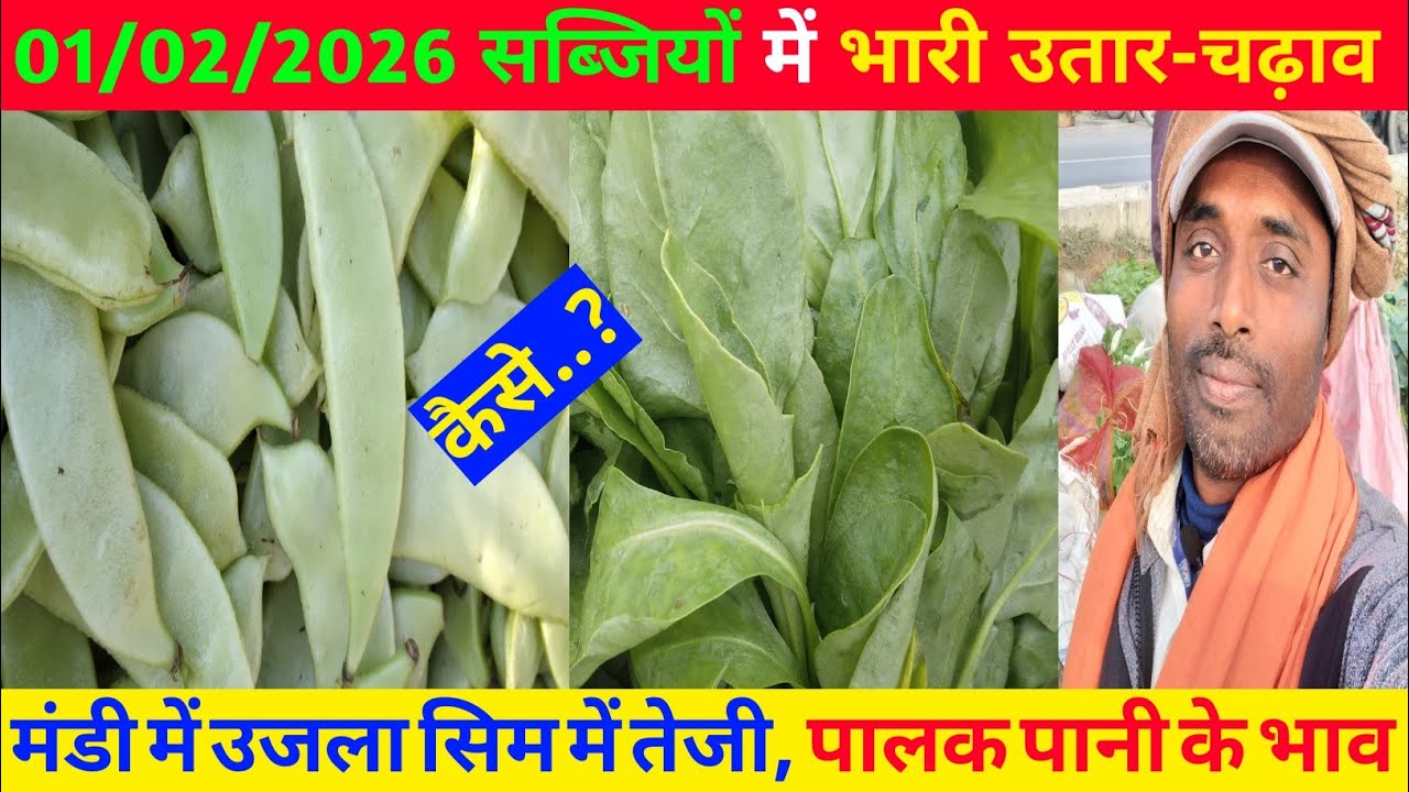 सराय मंडी मे उजला सिम में तेजी आई और पालक बिलकुल पानी के भाव | Today mandi price | #vegetables 