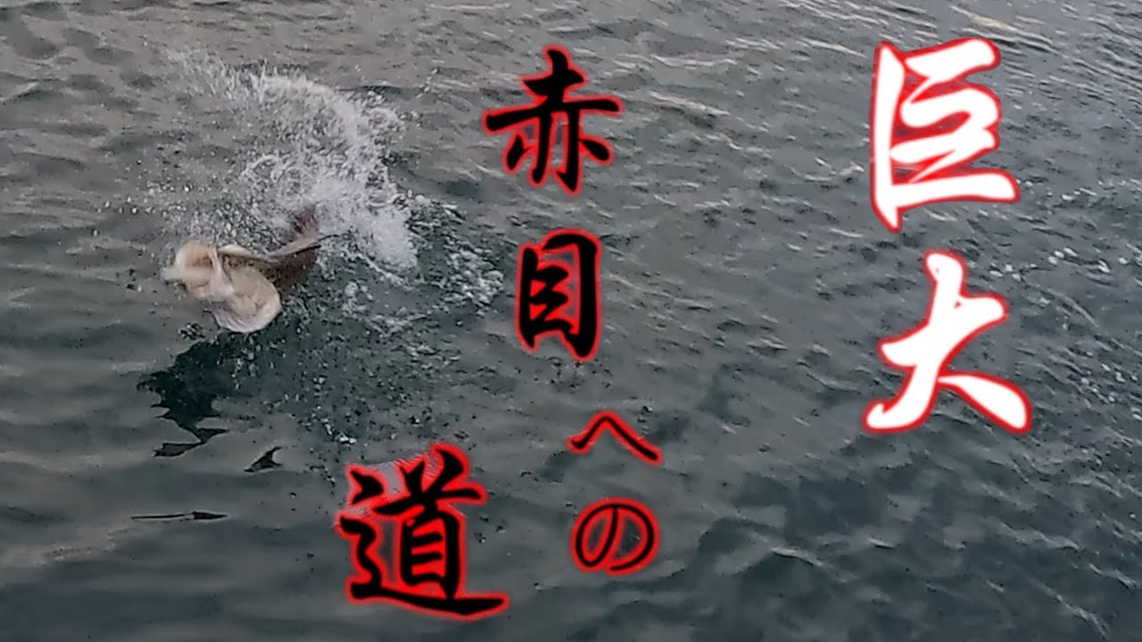 巨大アカメへの道vol.2
