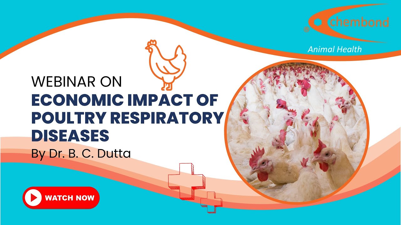 Economic Impact of Poultry Respiratory Diseases: By Dr. B.C. Dutta | A Chembond Biosciences Webinar