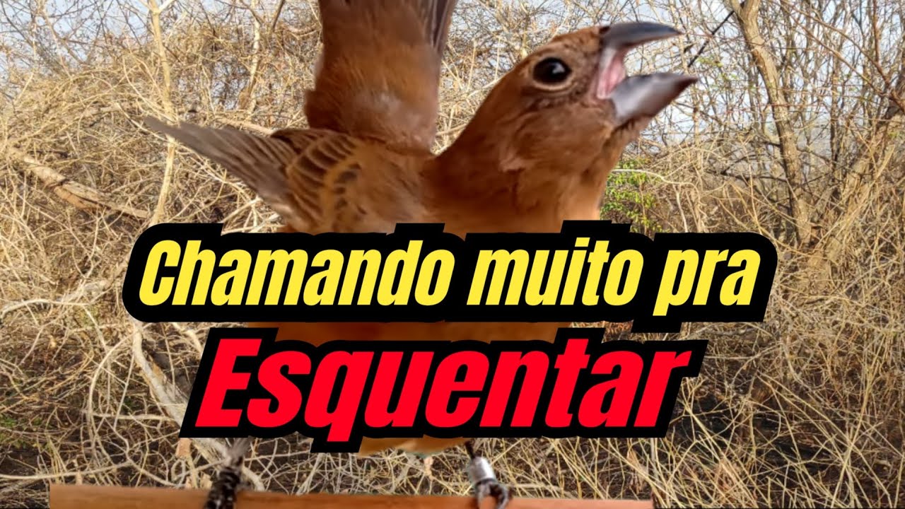 Fêmea de azulão chamando e pedindo gala para esquentar