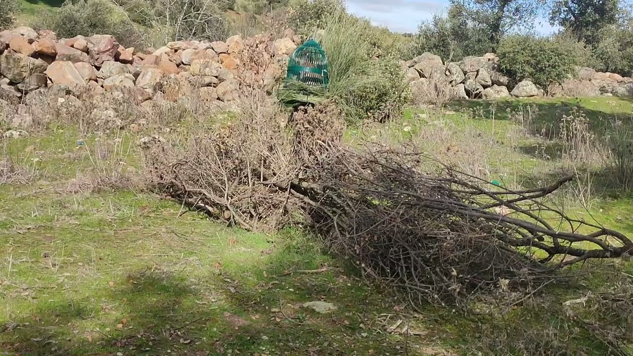 PERDIZ CON RECLAMO 26.JOSELE y el macho que no dio la cara (1 parte).