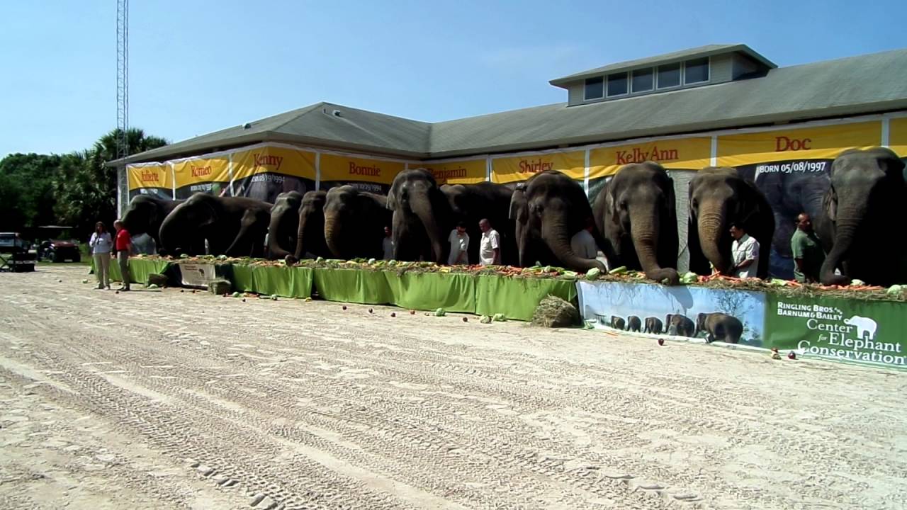 Ringling Circus Elephants Retire