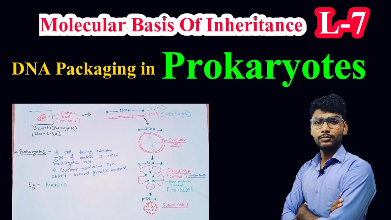 Class 12th Biology - Molecular Basis Of Inheritance | DNA PACKAGING IN PROKARYOTES| Pradeeps Biology