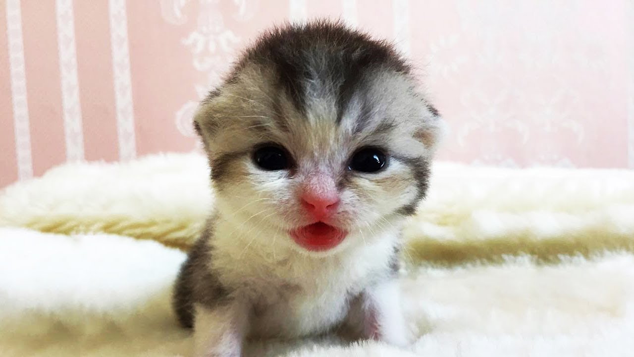 Cute is Not Enough - Funny Cats and Dogs Compilation #280