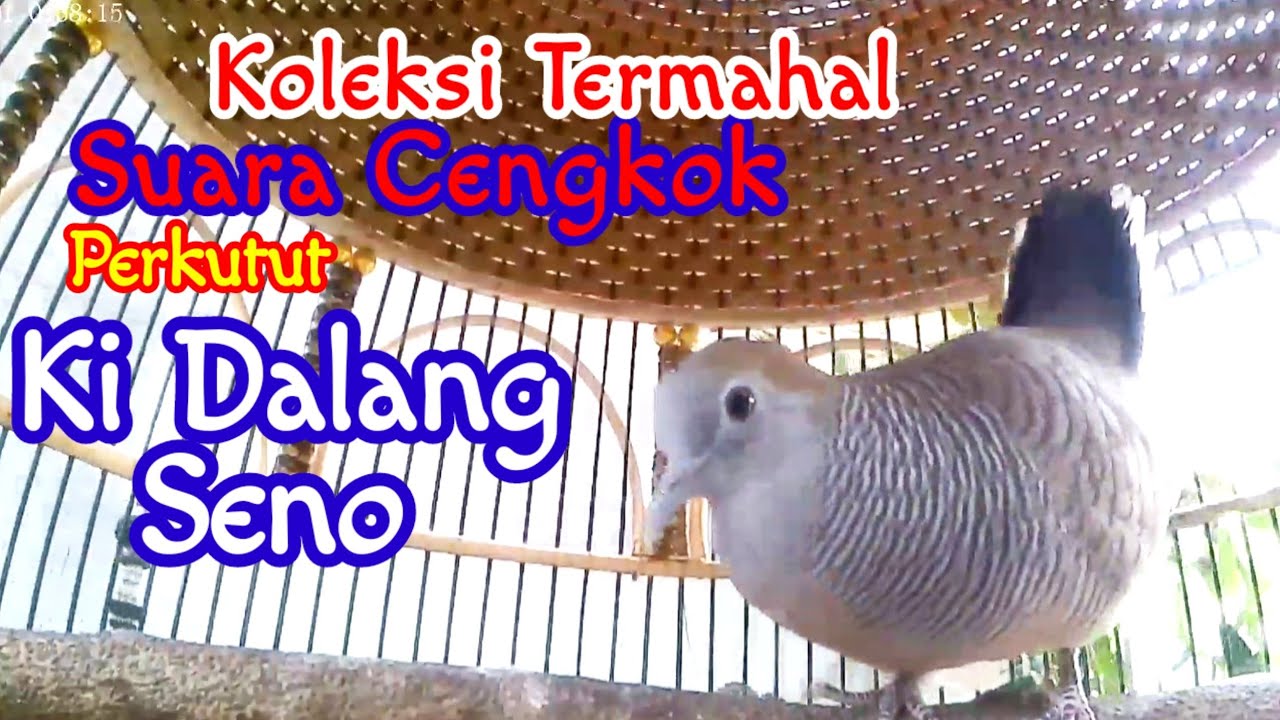 Cengkok Perkutut Dalang Ampuh Ki Seno Nugroho Perkutut Lokal Gacor