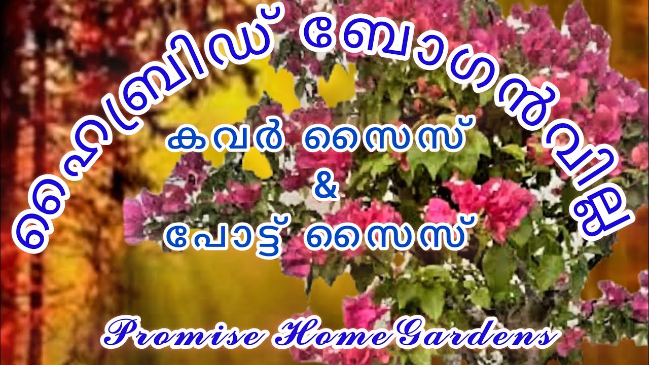 Hybrid Bougainville സ്റ്റോക്ക് ക്ലിയർ Sale 
